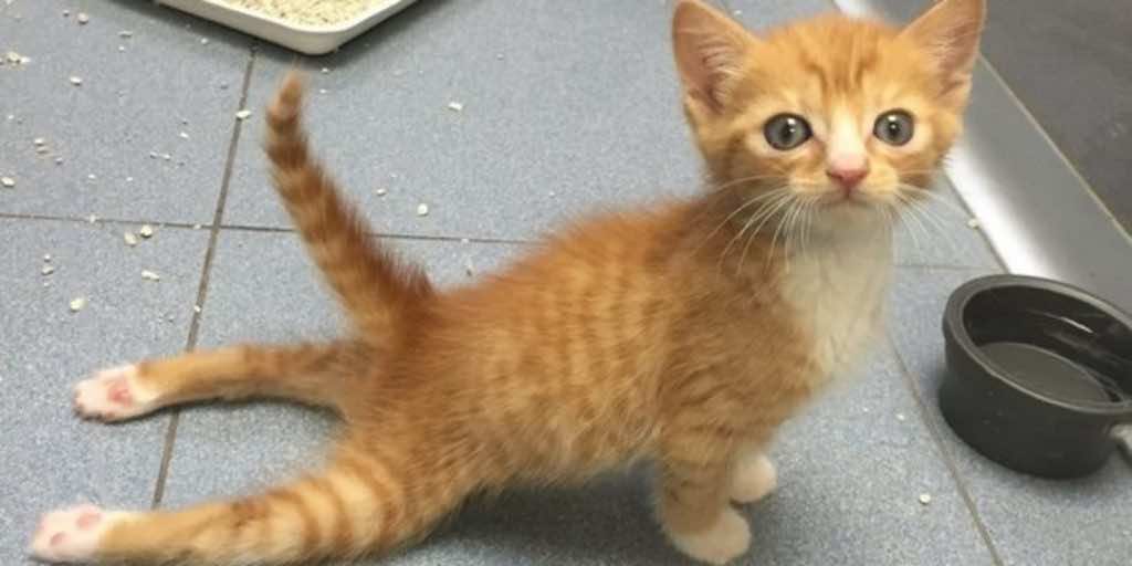 Paralyzed Kitten Runs And Plays For The First Time Thanks