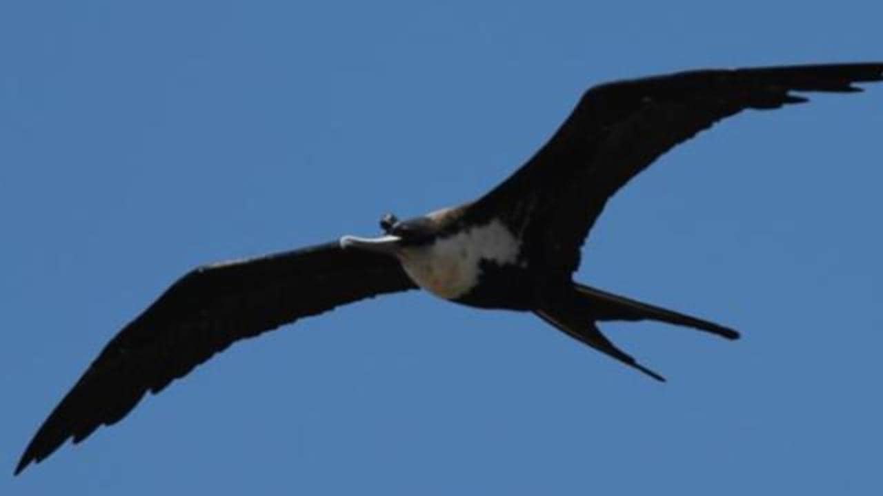 Scientists Discover That Birds Can Actually Sleep While They