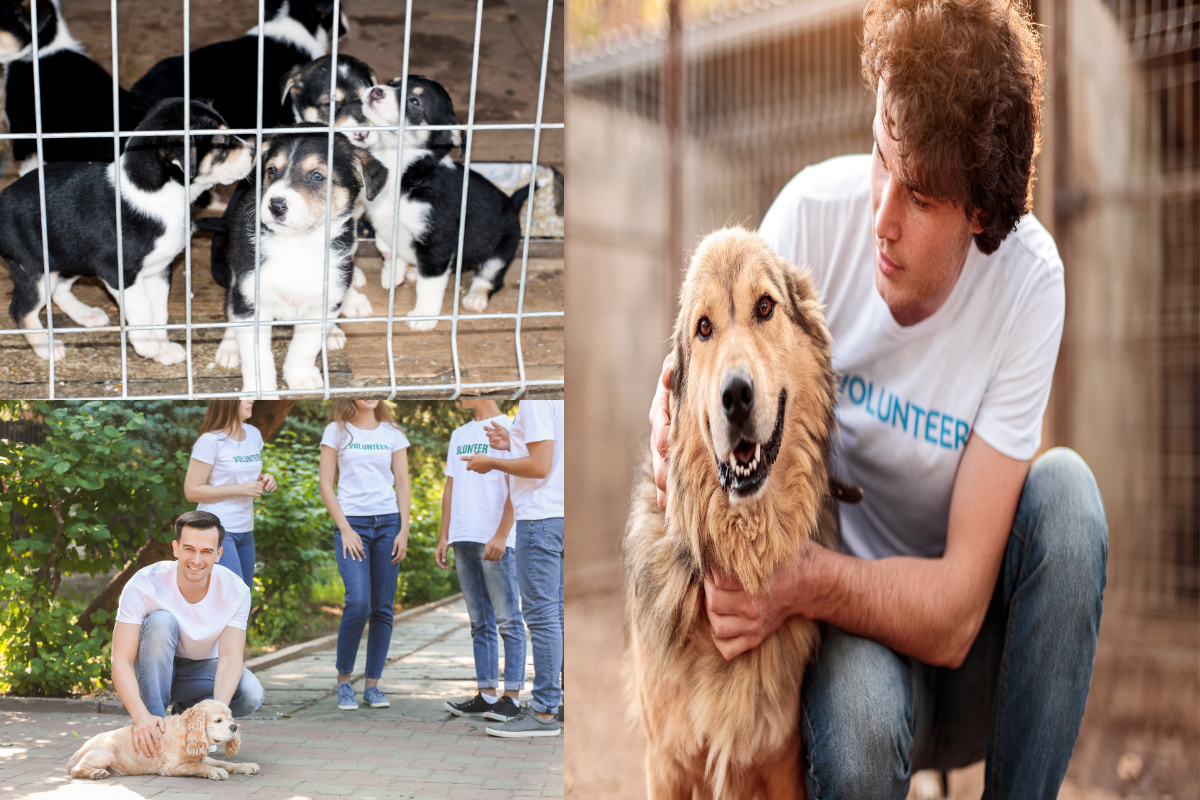 Embrace the Pawsitive Impact a Volunteer at an Animal Shelter