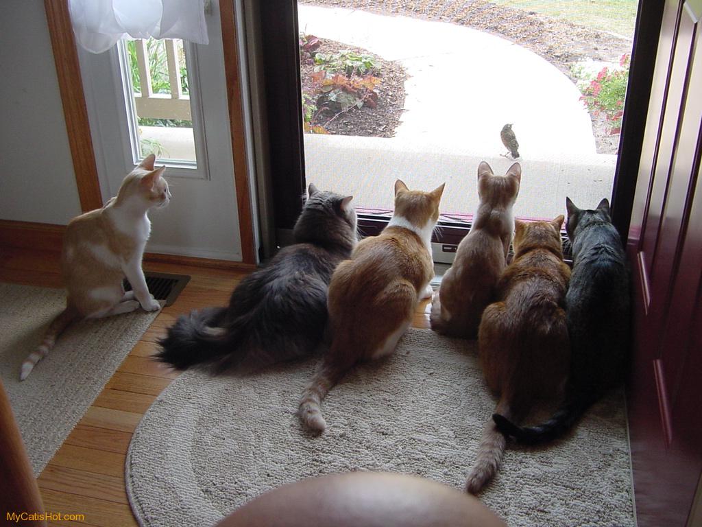 FunnyCats (5) 8479 The Wondrous Pics
