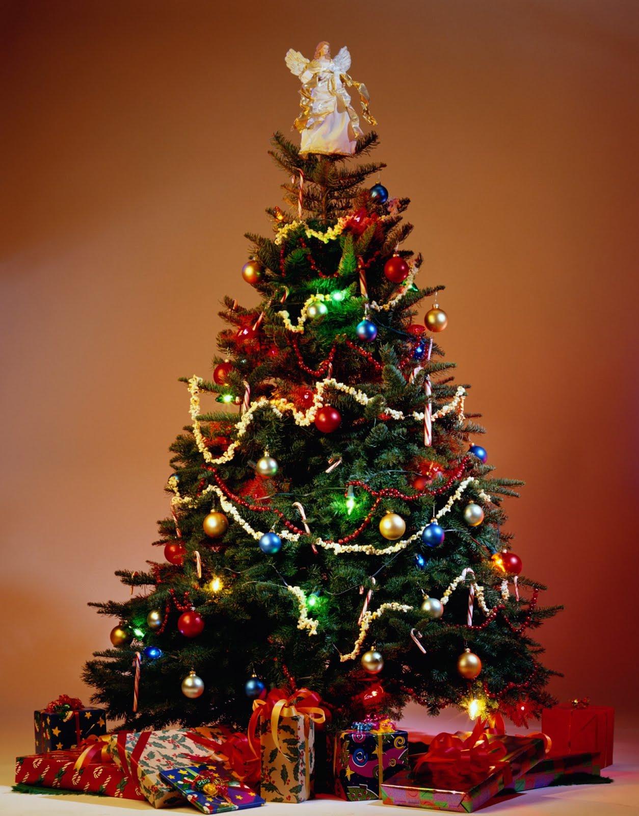 Christmas Trees 2013 The Wondrous Pics