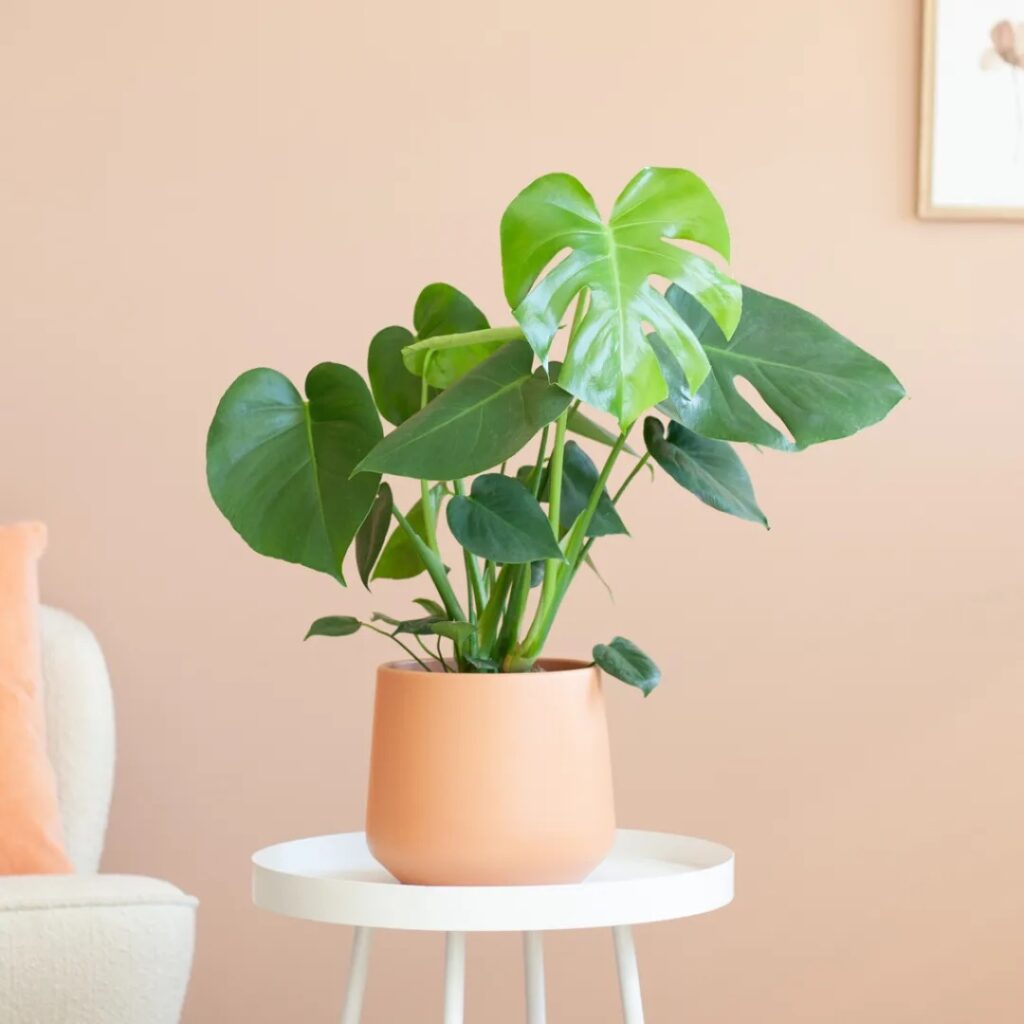 Waarom is de Monstera plant zo bijzonder in huis? Wonen Inside Lees