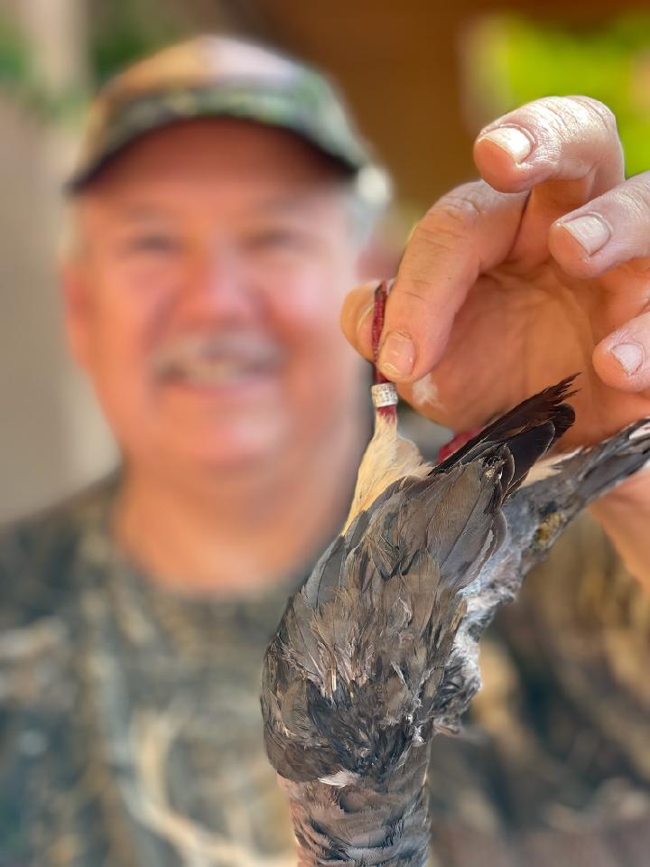 Yuma Dove Hunting 2024 mabel brandice