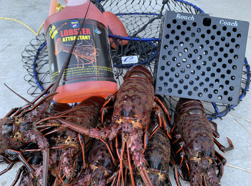 Lobster season Pro tips and tactics to catch more bugs this opener