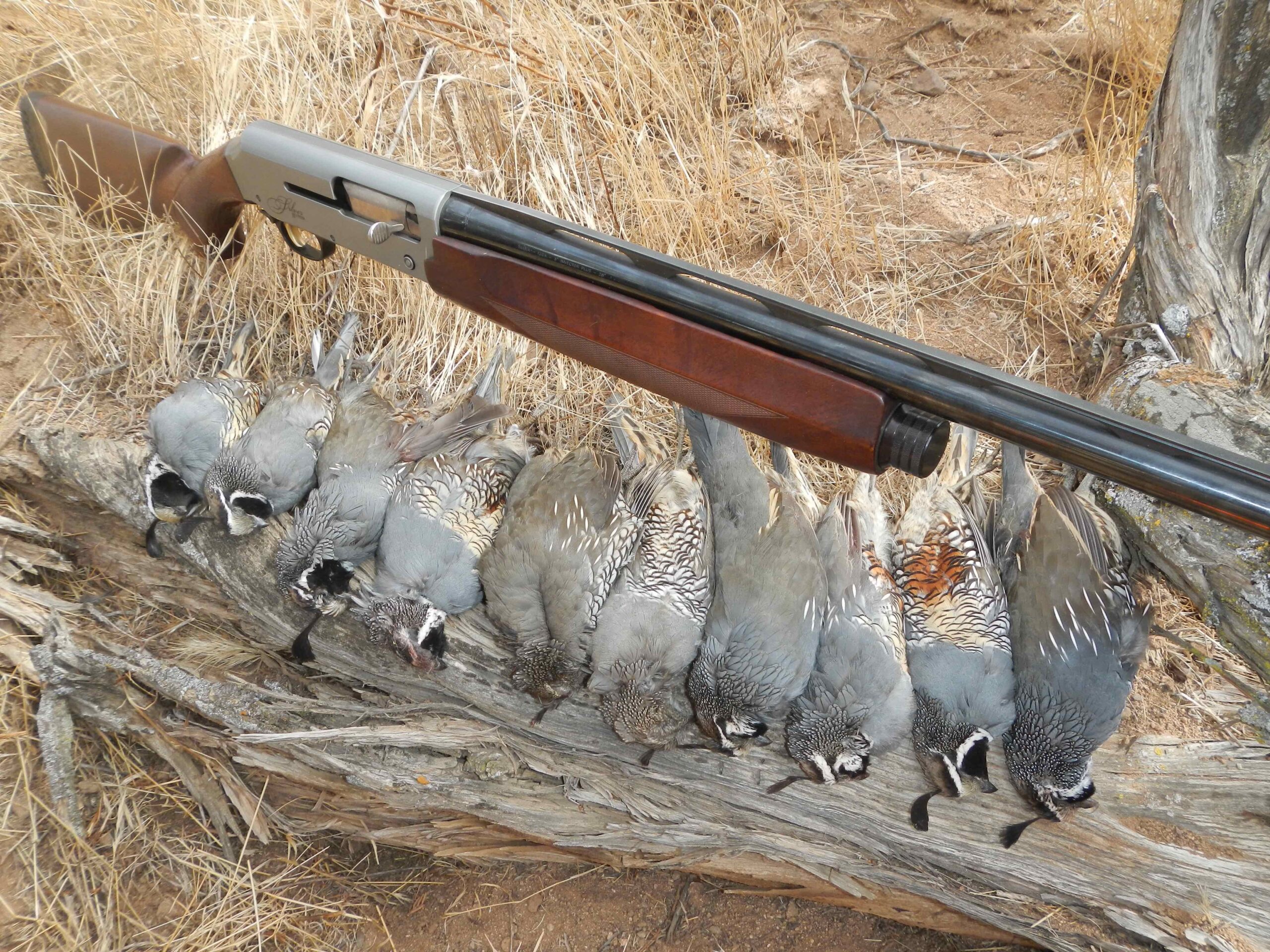 Bird Hunting Five tips for hunting upland game birds Western