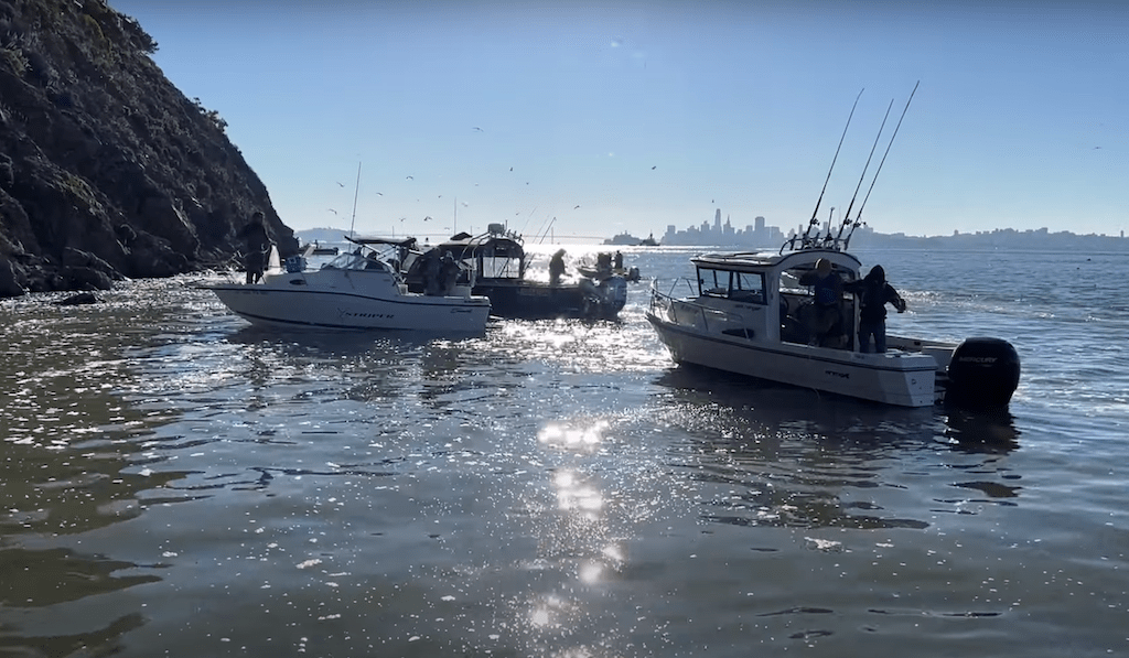 Saltwater 6 tips to catch lots of herring during the spawn Western