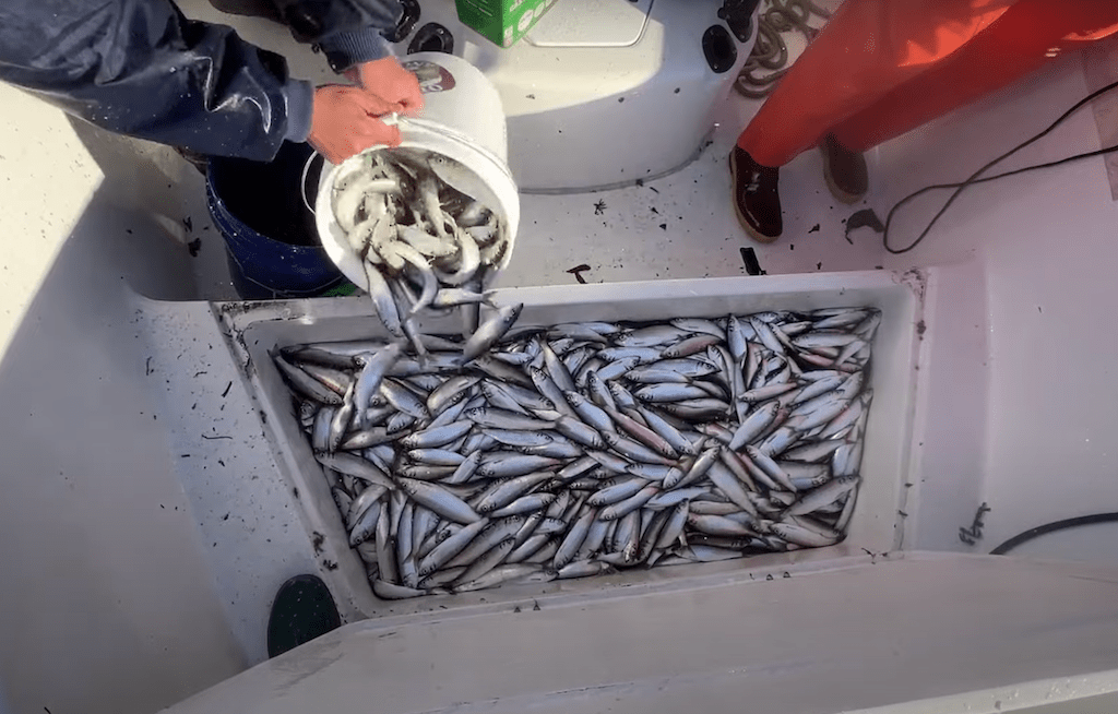 Saltwater 6 tips to catch lots of herring during the spawn Western