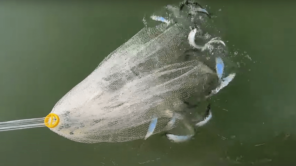 Saltwater 6 tips to catch lots of herring during the spawn Western