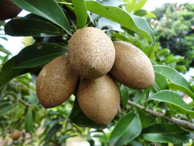 Manfaat buah sawo ternyata sangat luar biasa. DARI KITA UNTUK KITA