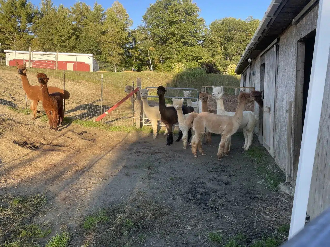 Maine Officials Approve Campsites at Alpaca Farm Woodall's Campground