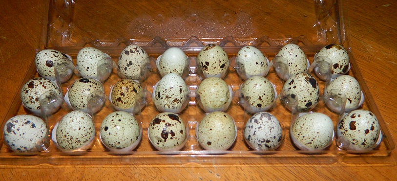 Fertile Mix of Varieties of Coturnix Quail Eggs WoodBottom Quail Farms