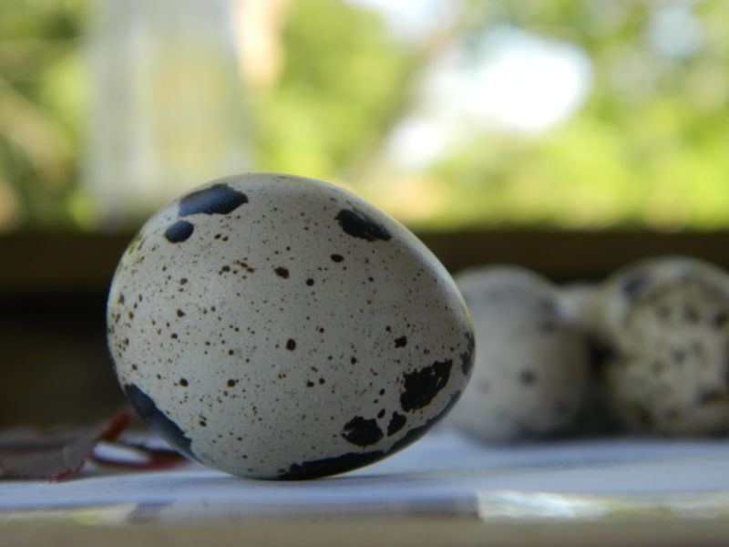 Quail Eggs WoodBottom Quail Farms Quail Eggs For Your table
