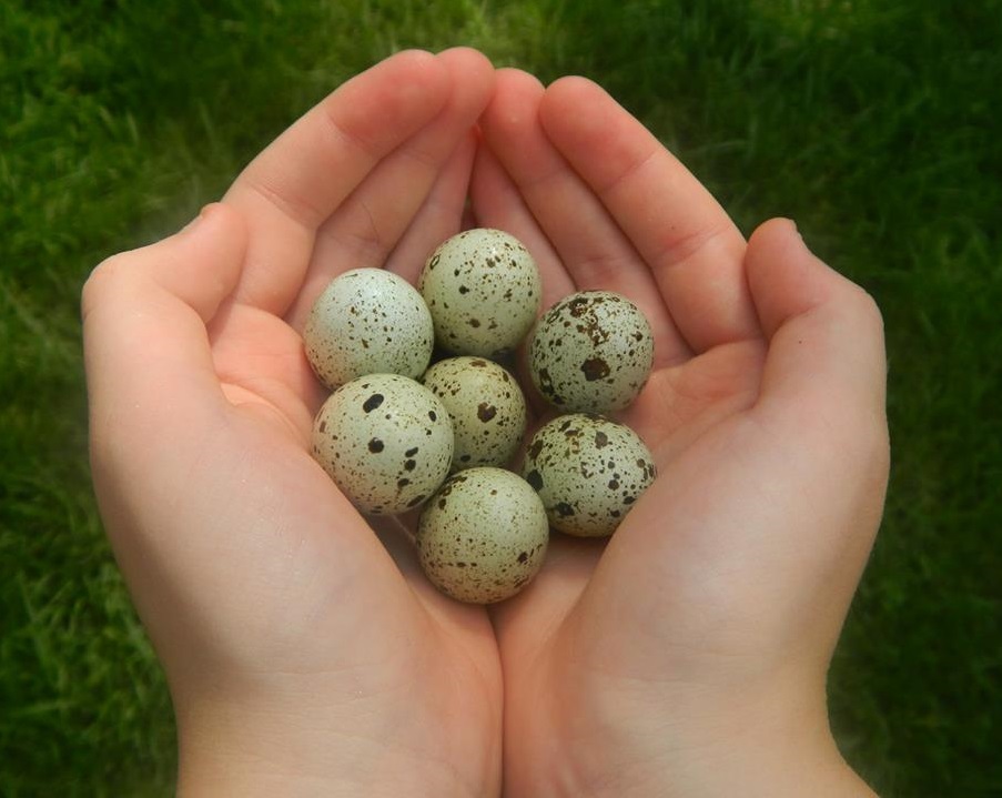shipping included Quail EggsHatching EggsJumbo Texas A&M 16 a dozen