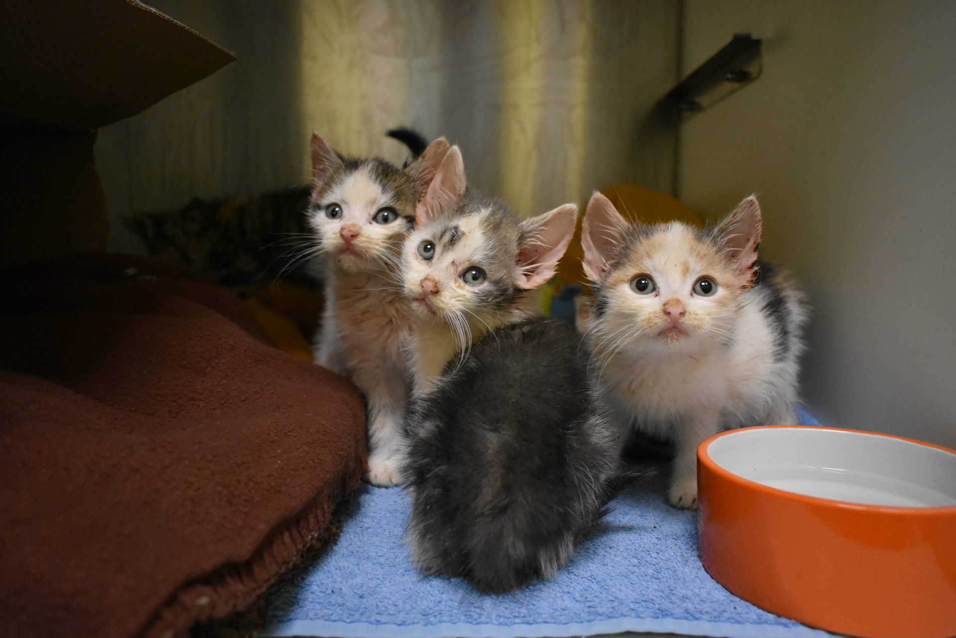 Give kittens a miracle Woodgreen Pets Charity