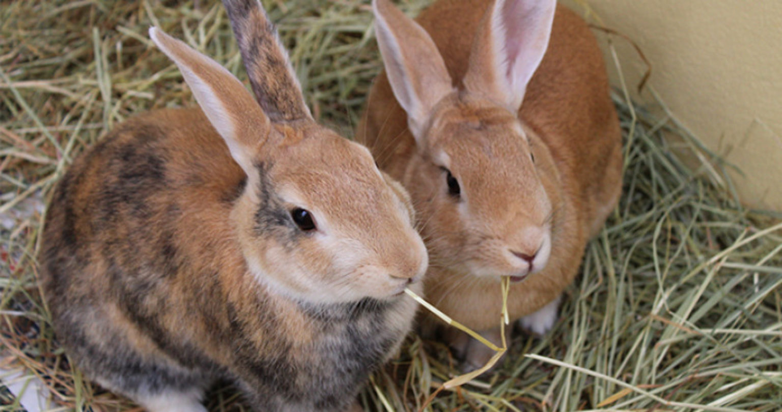 An introduction to rabbits Woodgreen Pets Charity