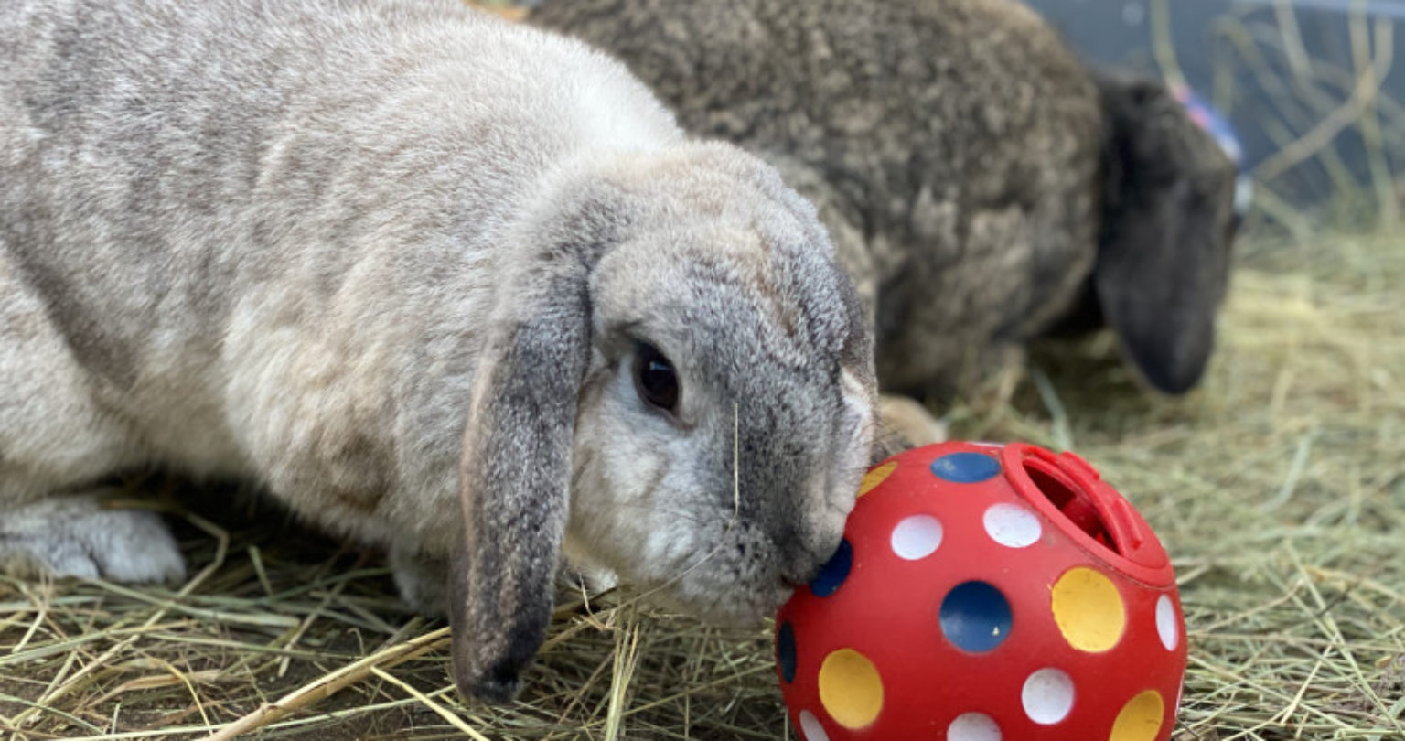 Neutering your rabbits what you need to know Woodgreen