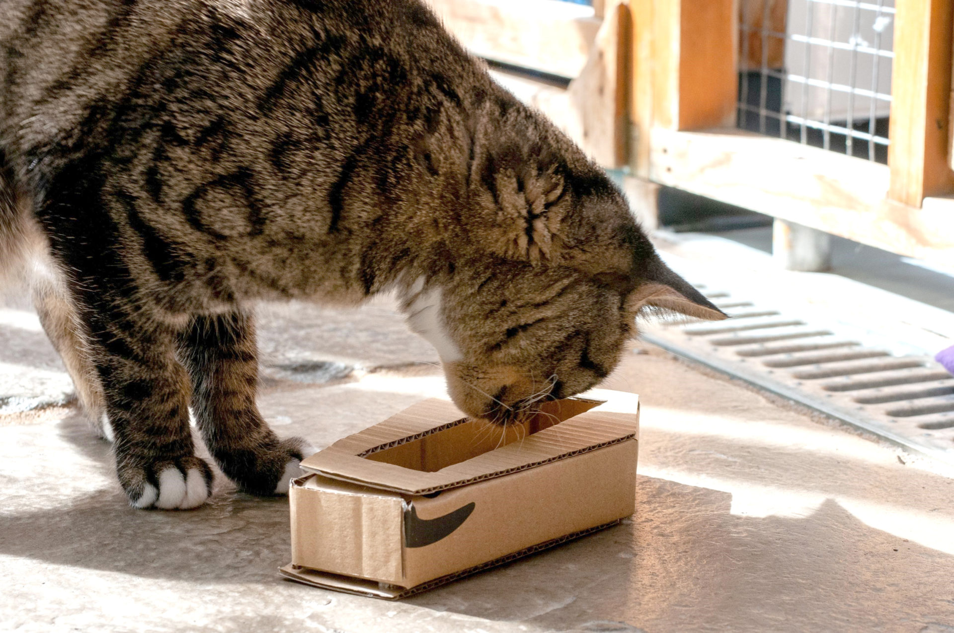 Coffin enrichment feeder Woodgreen Pets Charity