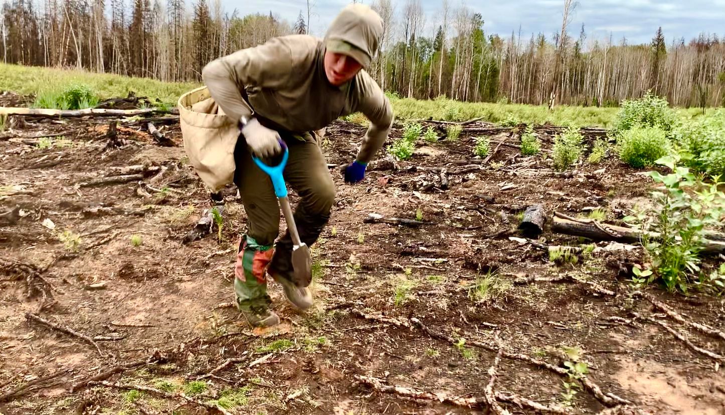 Canadian Tree Planter Smashes World Record for Most Trees Planted in 24