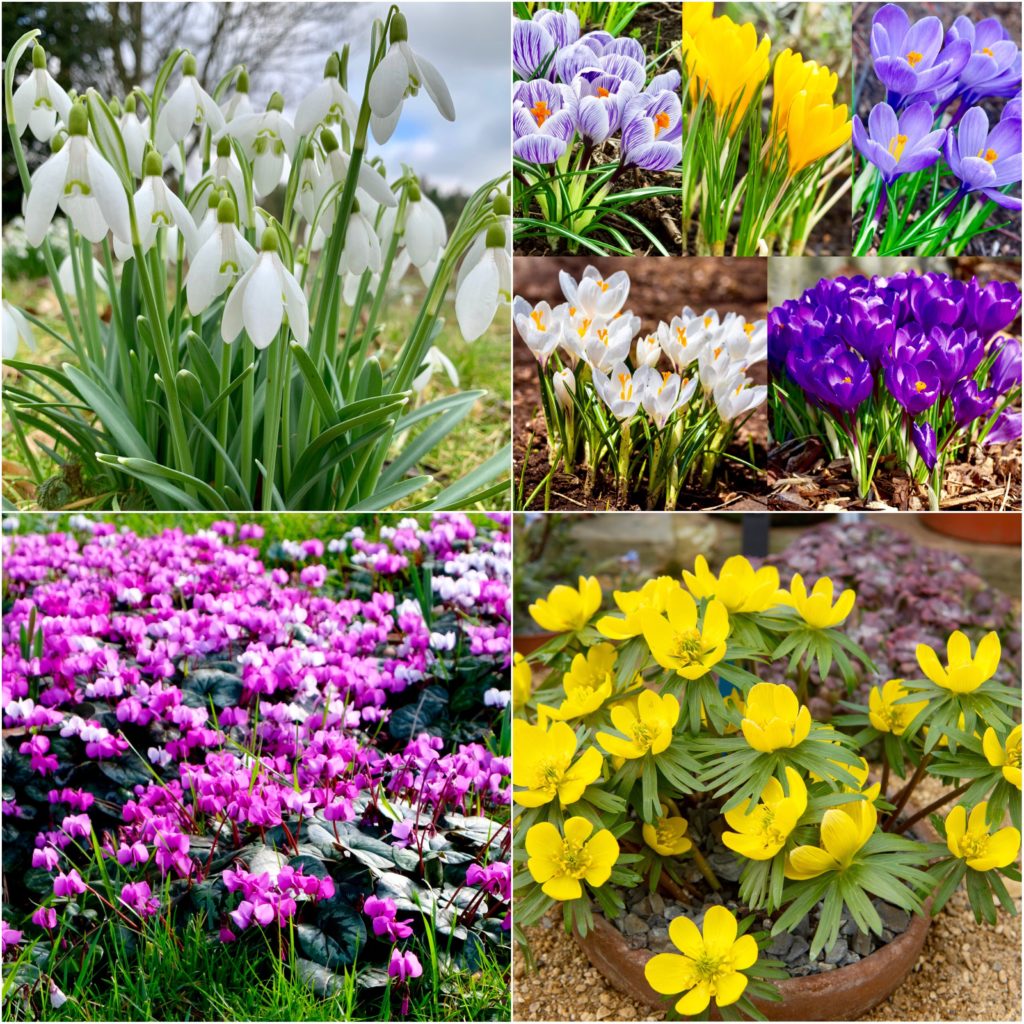 50 x Winter/Early Spring Flowering Bulbs PREORDER DISPATCHED MID