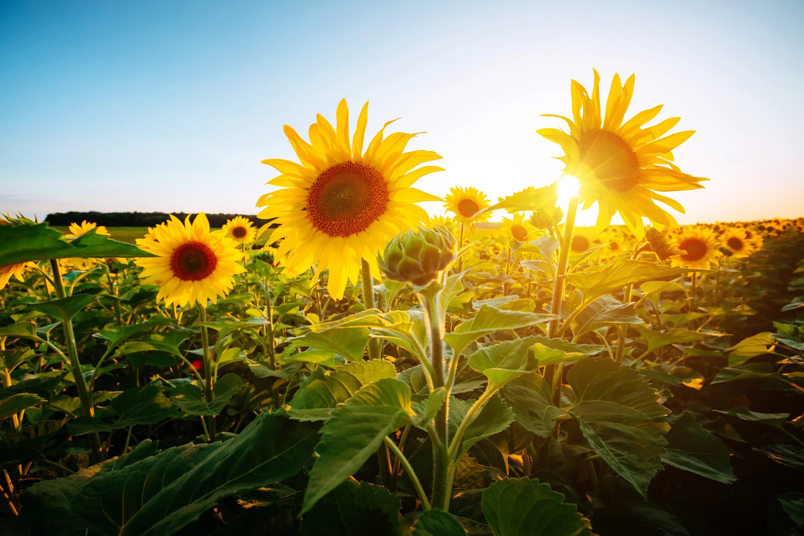 150,000 sunflowers sprouting across Melbourne’s west Woodlea
