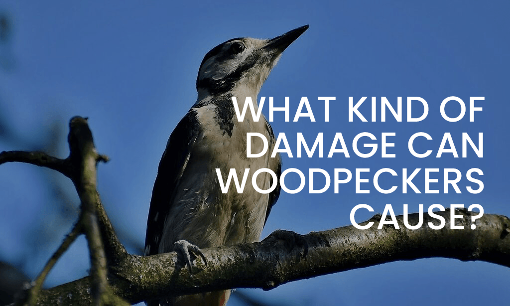 Home Woodpecker Removal