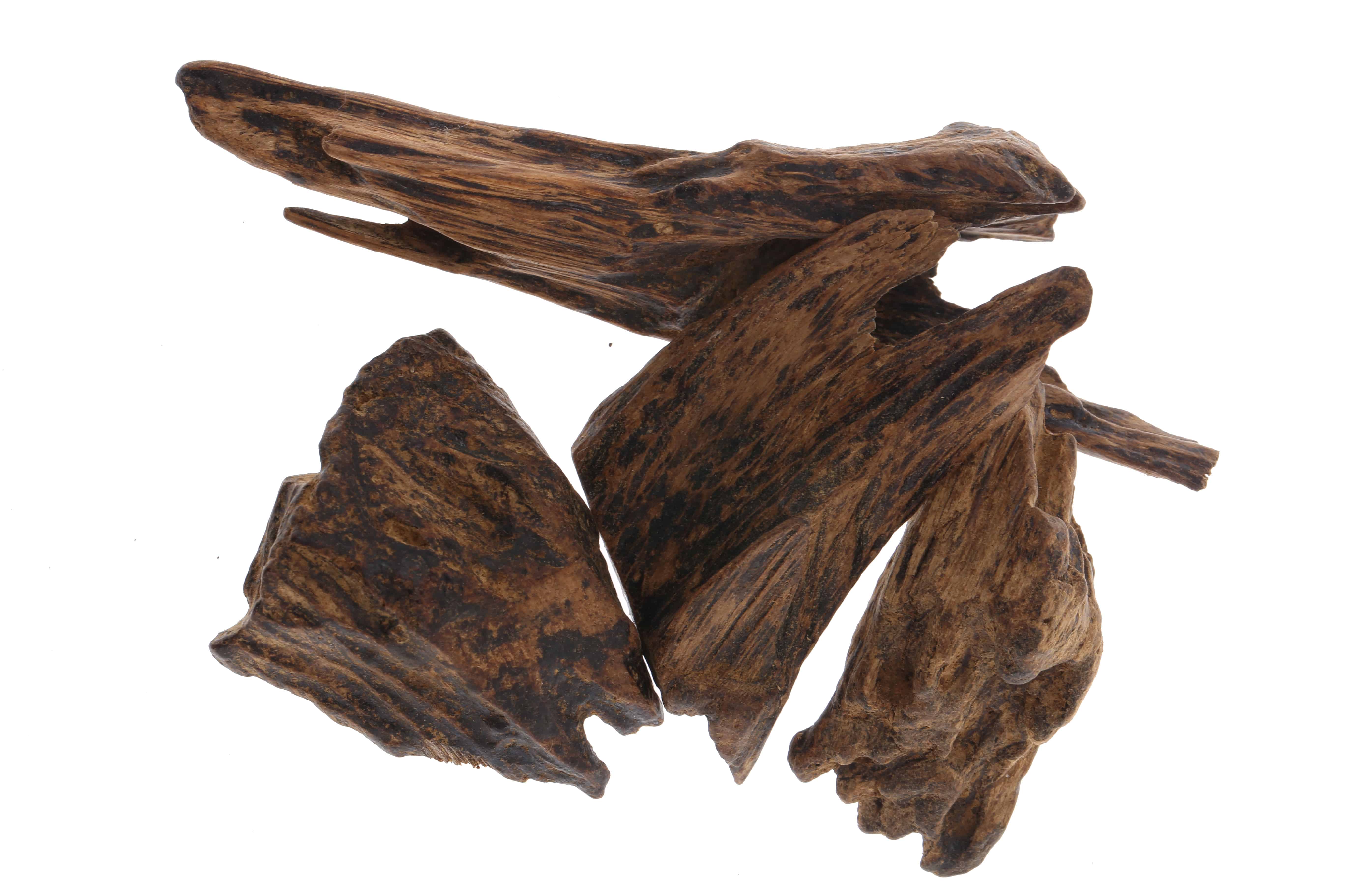 Why Is Agarwood Expensive (Aquilaria Tree)? Wood Questions