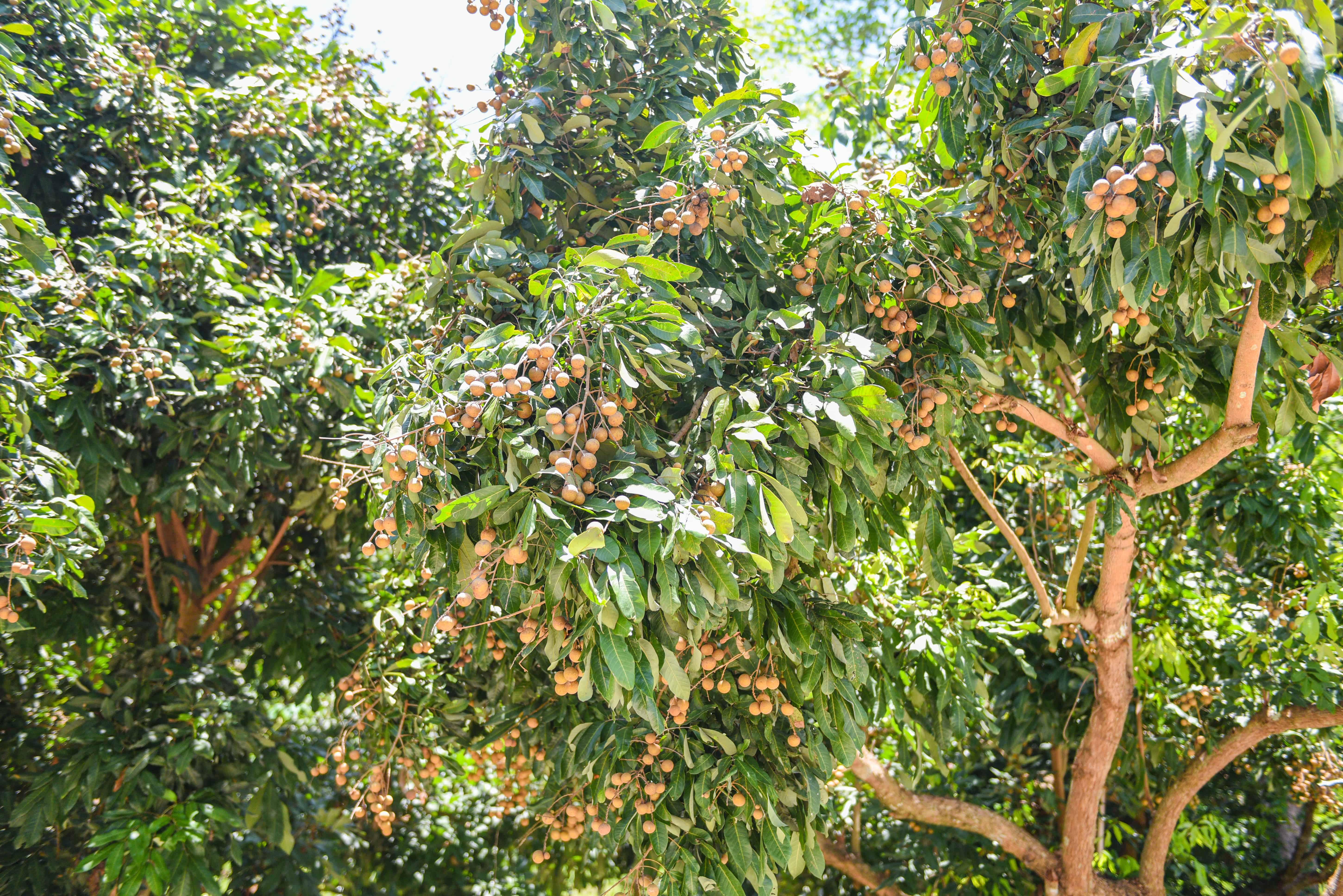 What Is A Longan Tree (Facts and Uses) Wood Questions