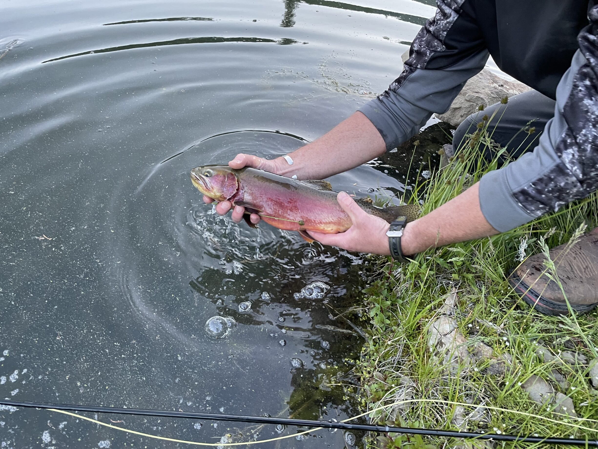 Fly Fishing Wood River Ranch