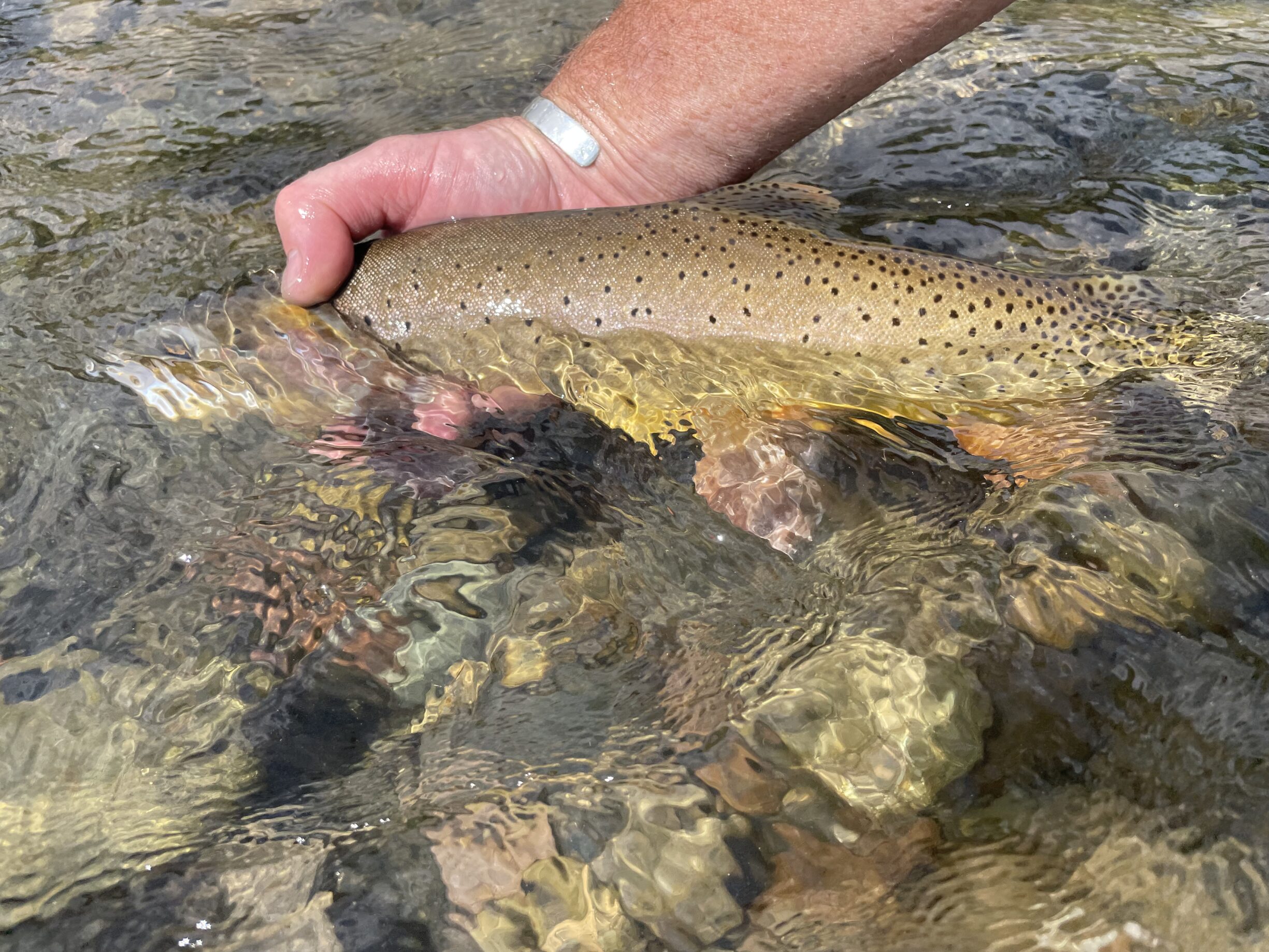 Fly Fishing Wood River Ranch
