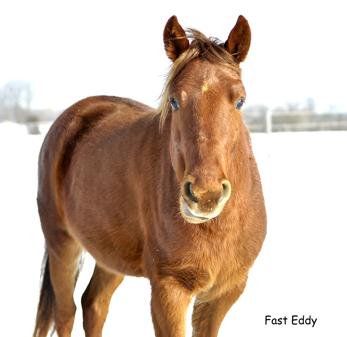 Kentucky Mountain Horse WoodRtist