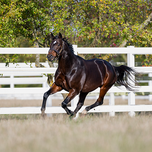 Delaware Woodside Park Stud