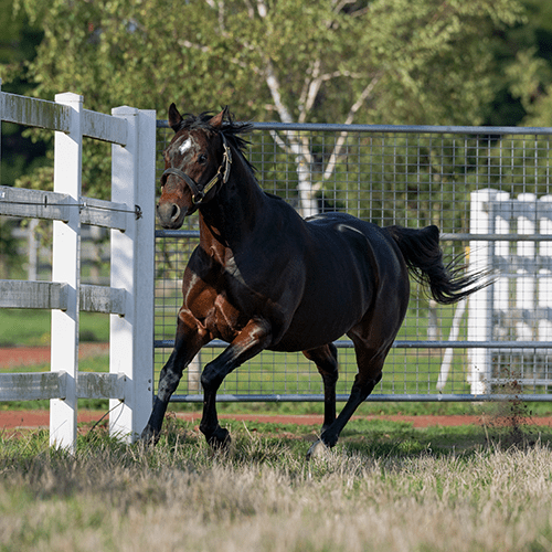 Delaware Woodside Park Stud