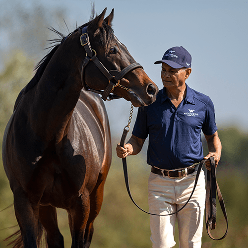 Delaware Woodside Park Stud