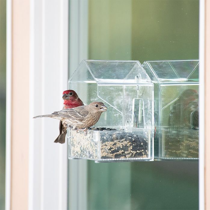 PerkyPet® Window Bird Feeder 345 woodstreambrands.ca