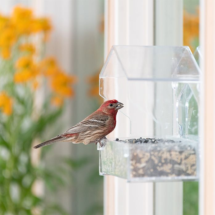 PerkyPet® Window Bird Feeder 347 woodstreambrands.ca
