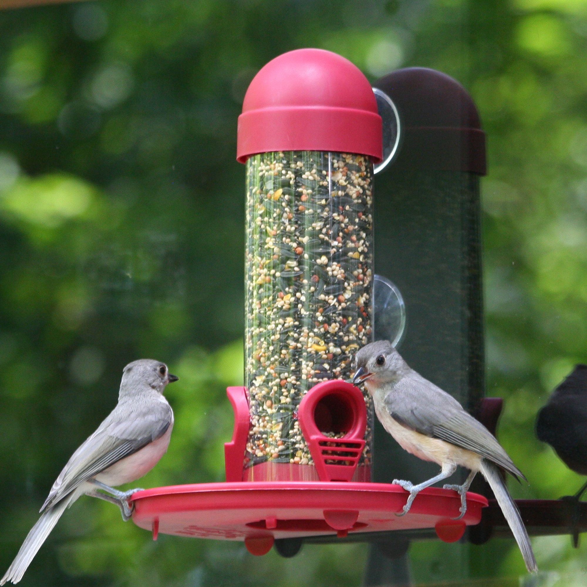 PerkyPet® Window Bird Feeder Model 4626