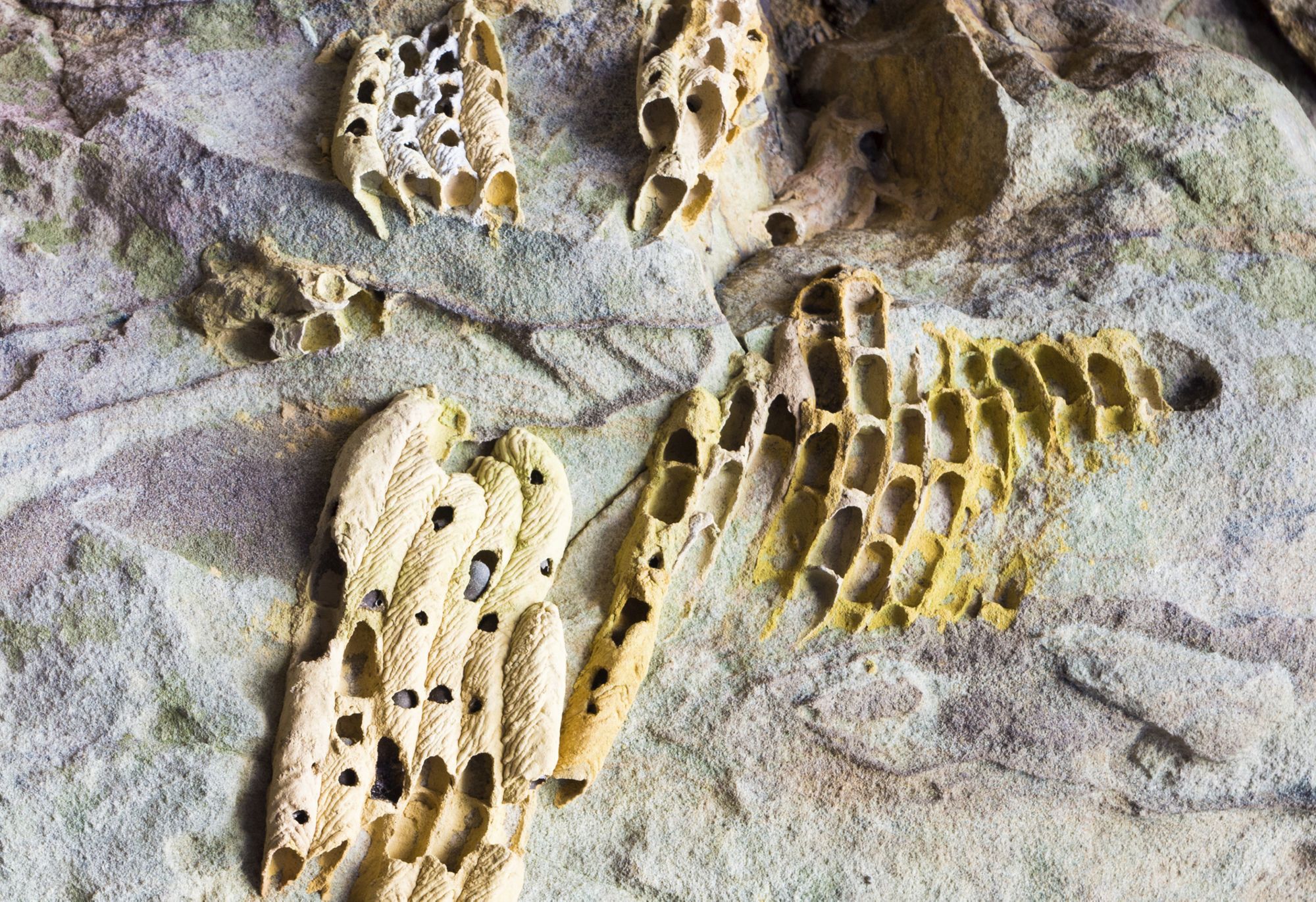 Mud Wasp Facts Mud Wasp Control TERRO®
