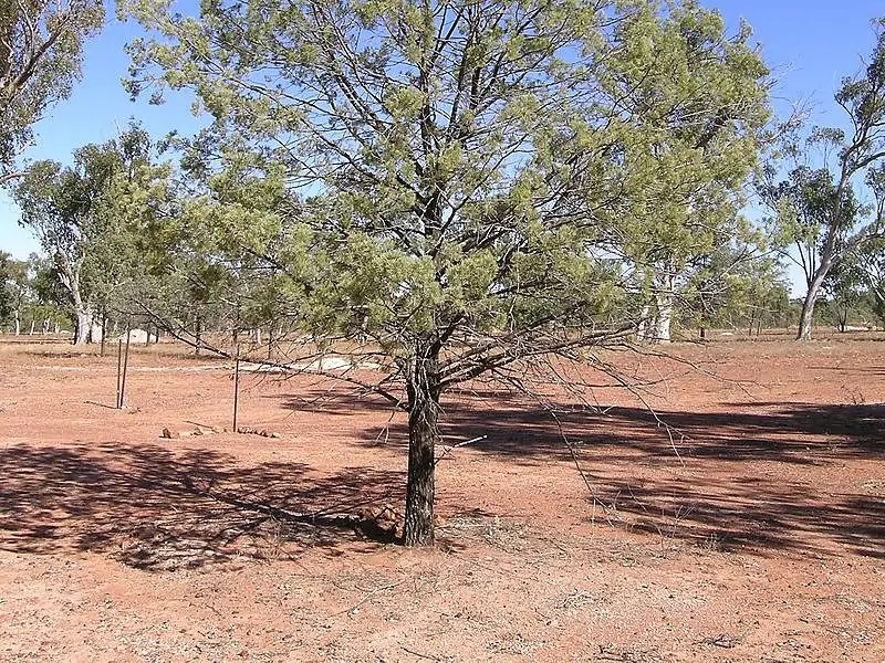 Cypress Vs Cedar Which Is The Better Choice?