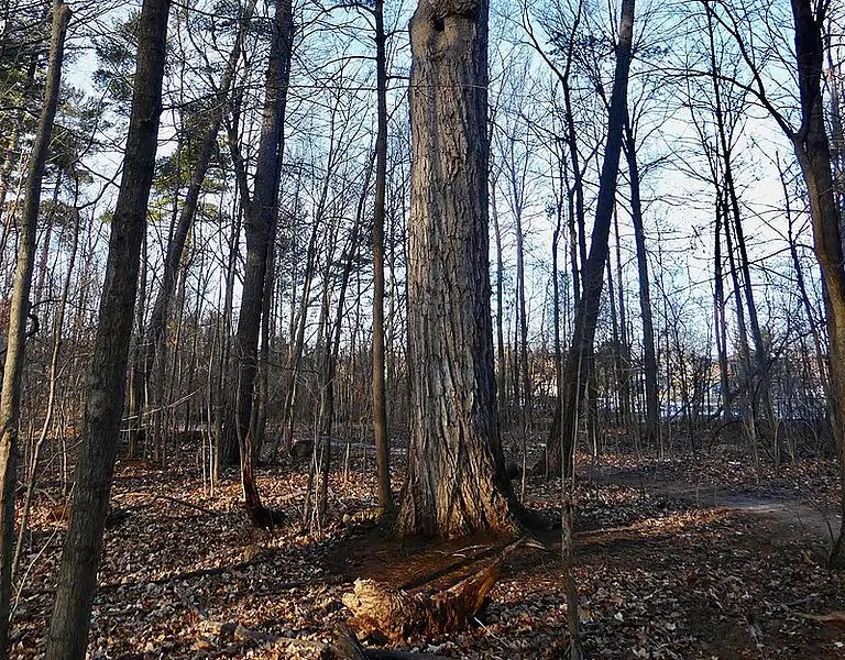 Top 20 Hardest Wood In The World (Based On Janka Hardness)