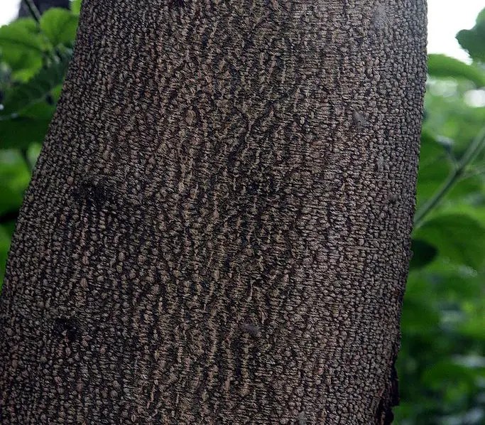 Top 20 Hardest Wood In The World (Based On Janka Hardness)