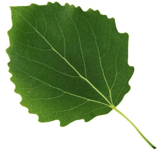 Aspen Vs Birch What's The Difference & Which Is Better?