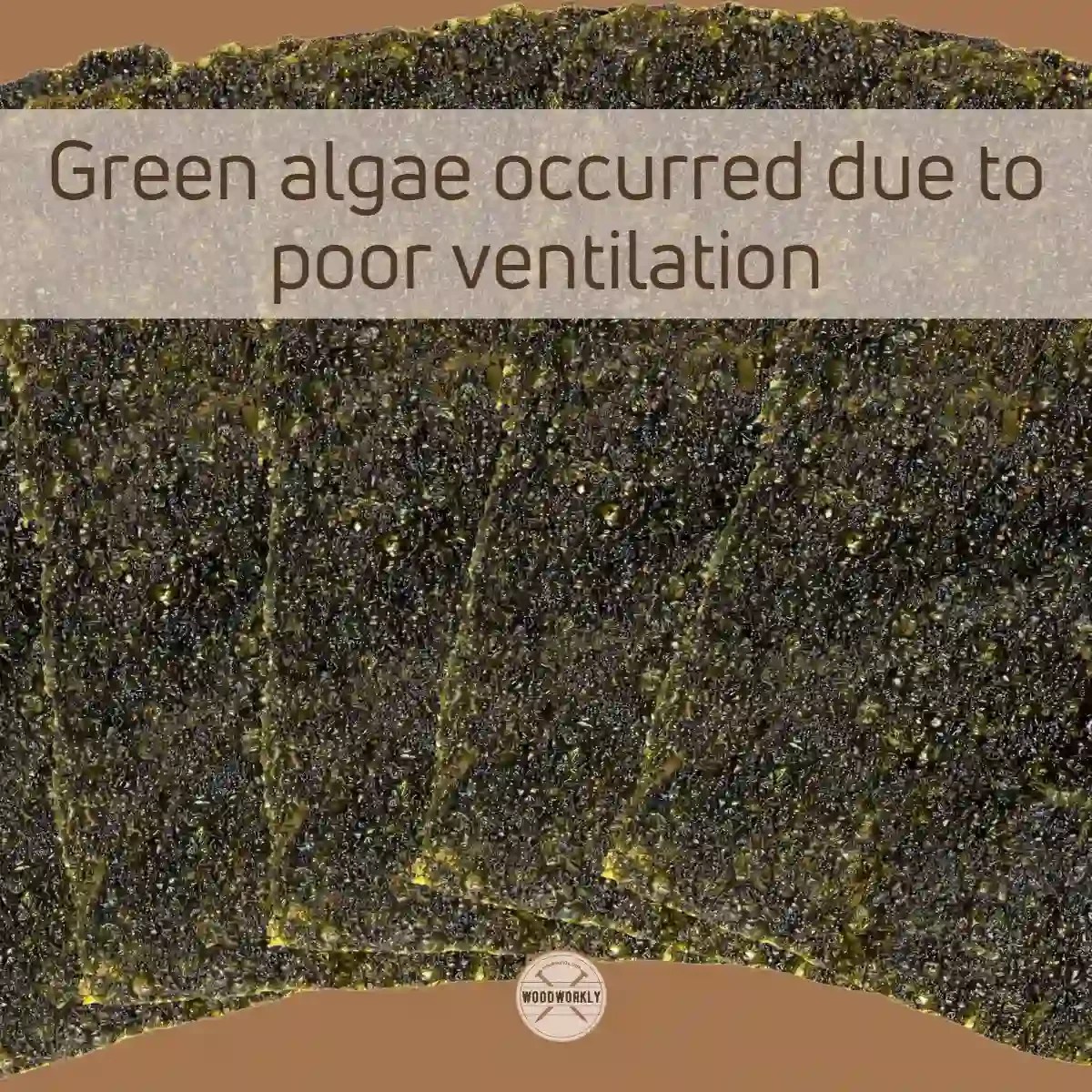 How To Get Green Off Pressure Treated Wood (14 EASY Methods)