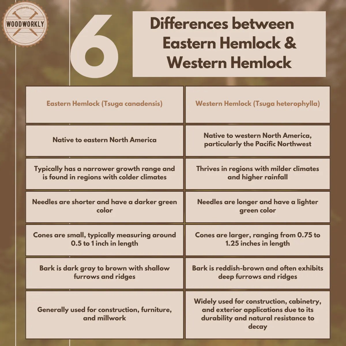 Is Hemlock a Hardwood Or Softwood? (2024 Ultimate Guide!)
