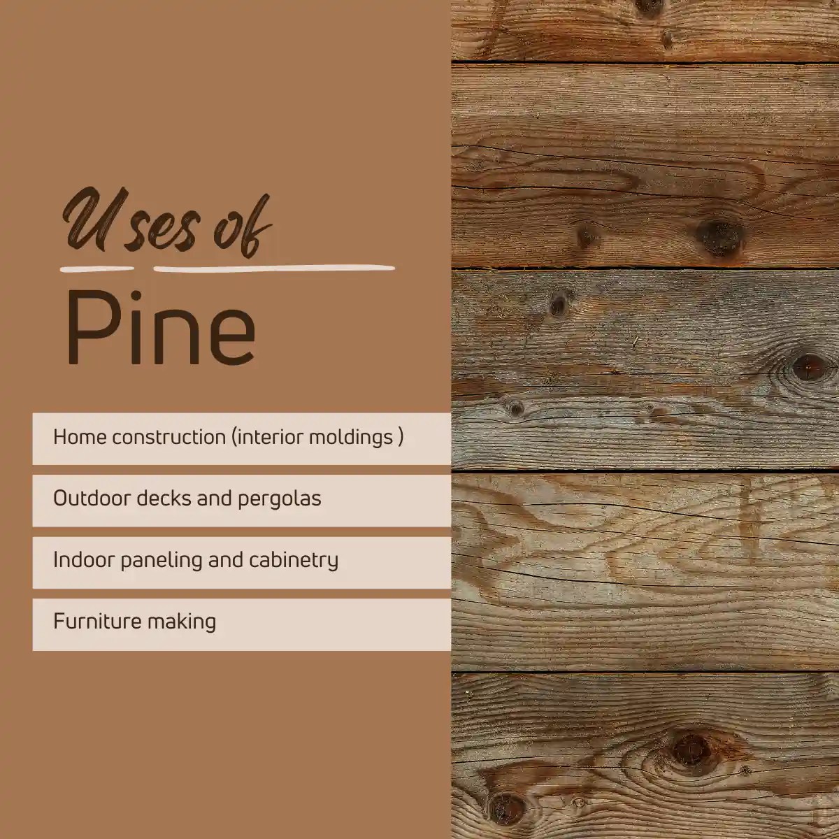 Is Pine a Hardwood Or Softwood? (2023 Ultimate Guide!)