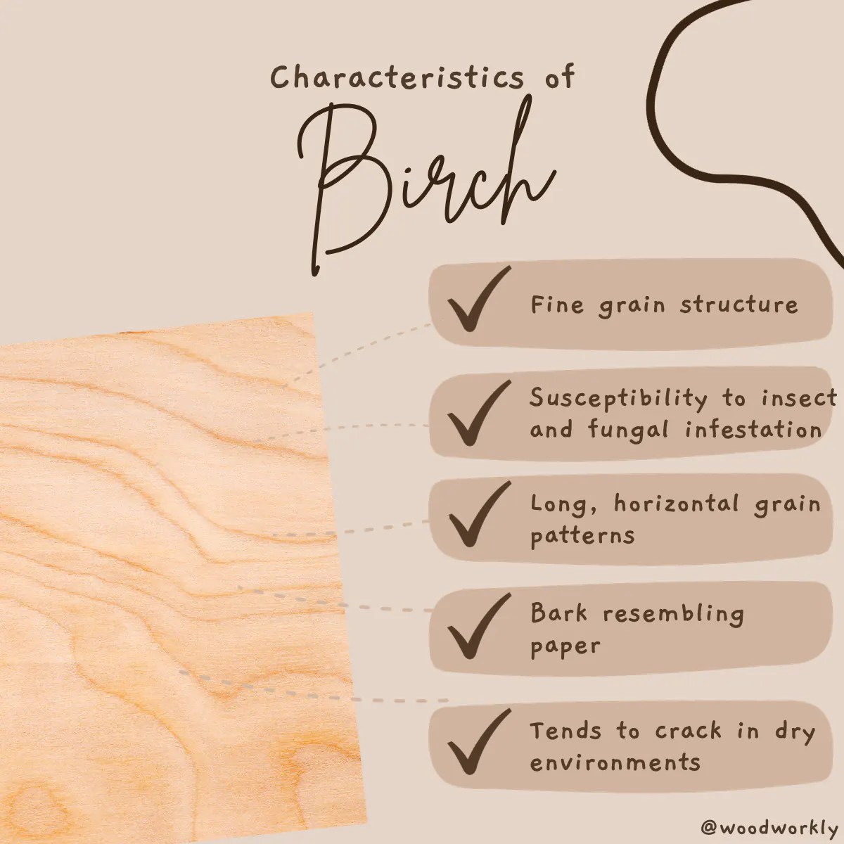 Birch vs Maple Which Is Better? (2024 Ultimate Guide!)