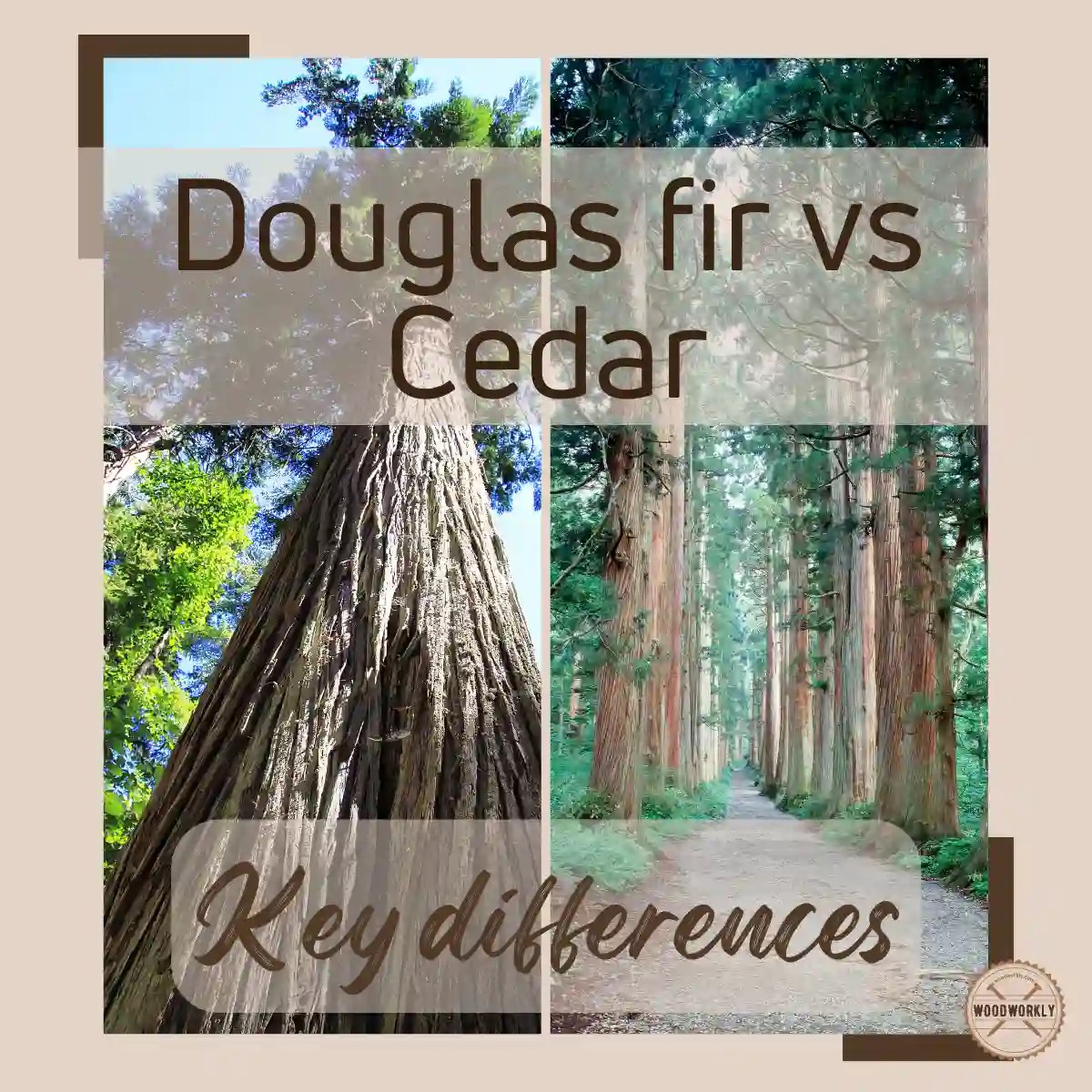 Douglas Fir vs Cedar Which is Better? [2024 Guide!]