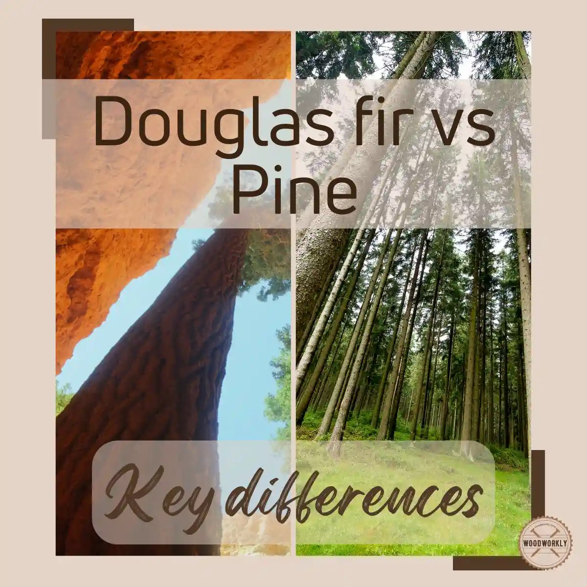 Douglas Fir vs Pine Which is Better? [2023 Guide!]