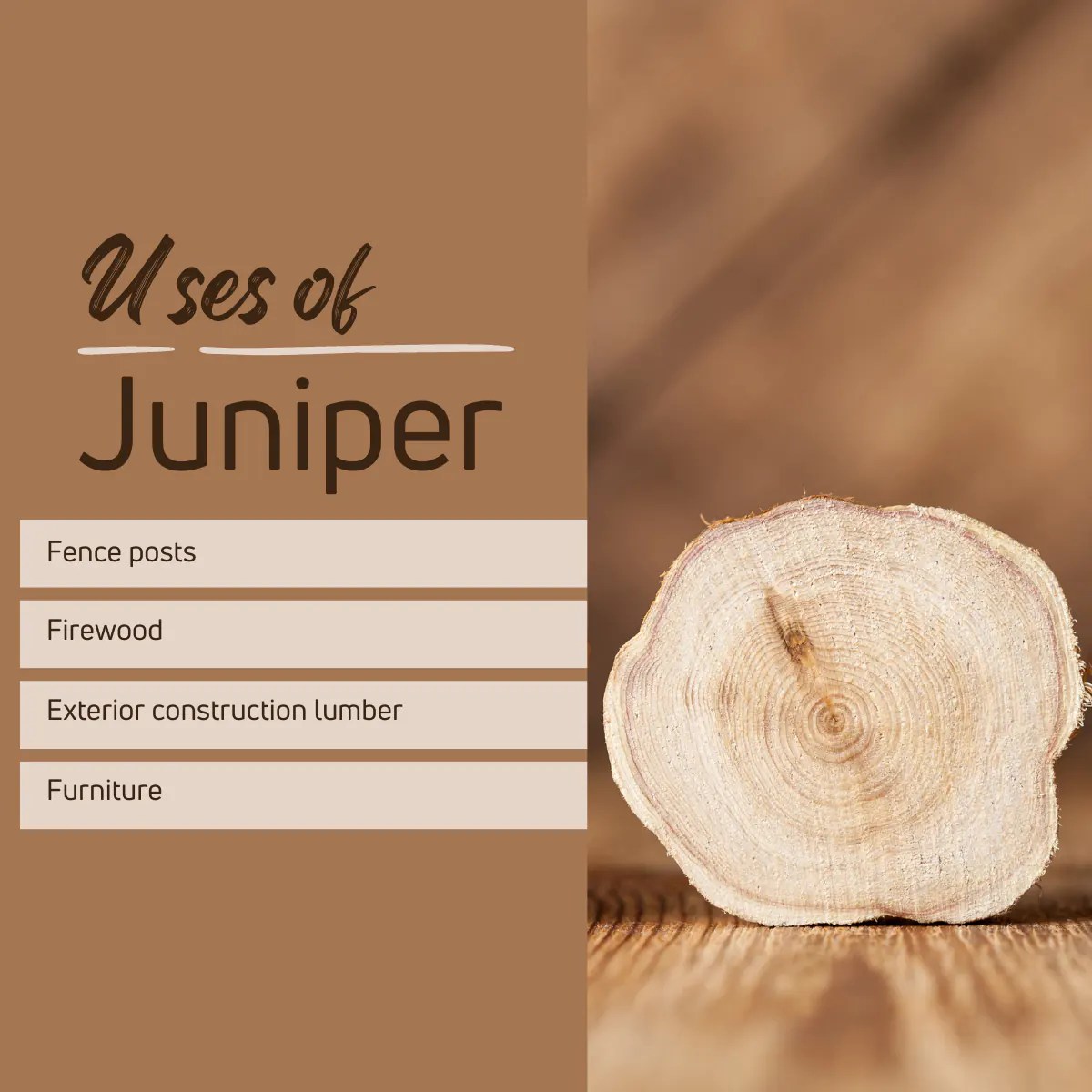 Is Juniper a Hardwood or Softwood? [2024 Ultimate Guide!]
