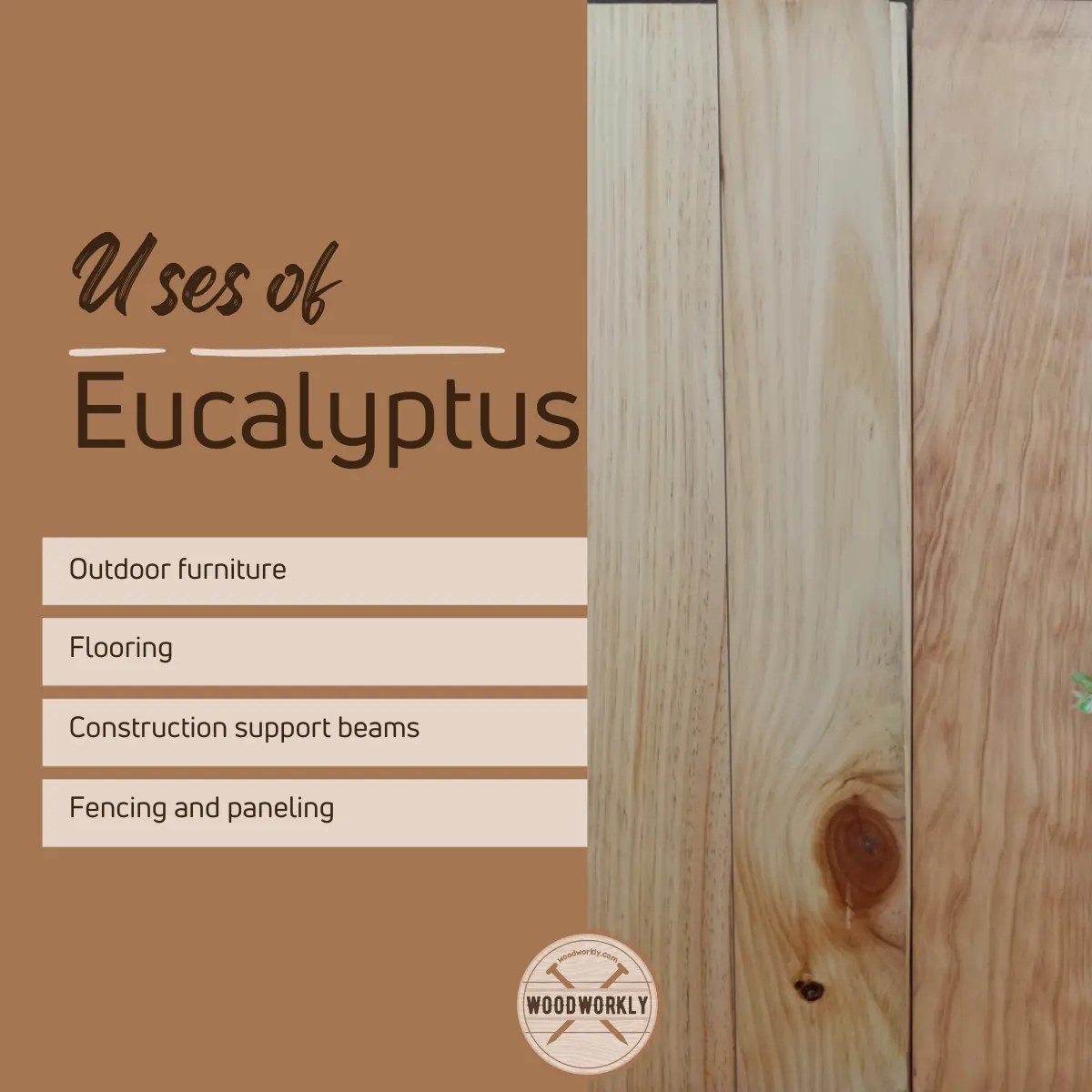Is Eucalyptus Wood a Hardwood or Softwood? [2024 Guide!]