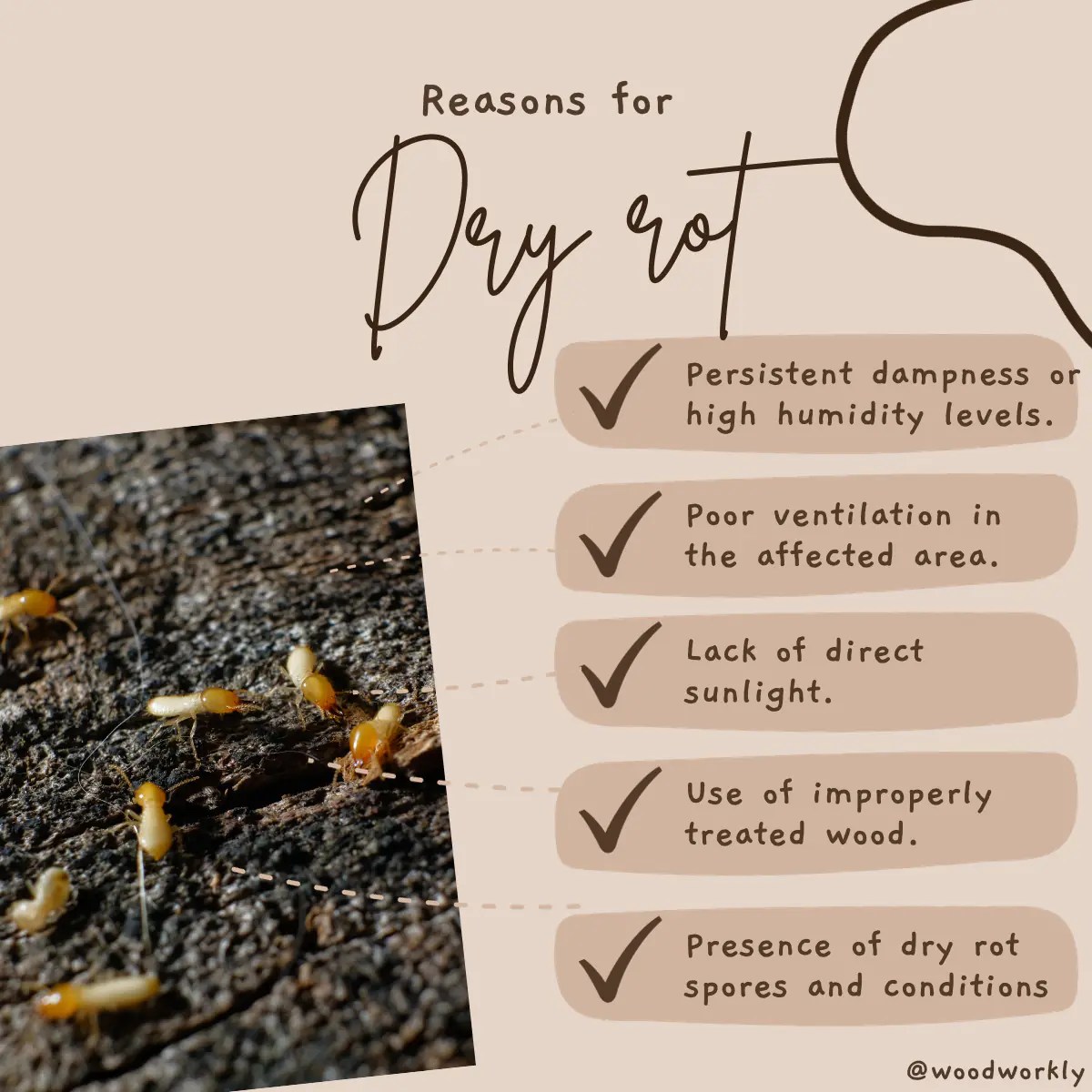 How to Tell if Wood is Rotten (Signs and Easy Fixes!) 2024